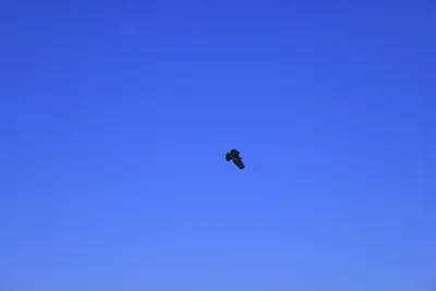 DSC_0780 (Large).JPG